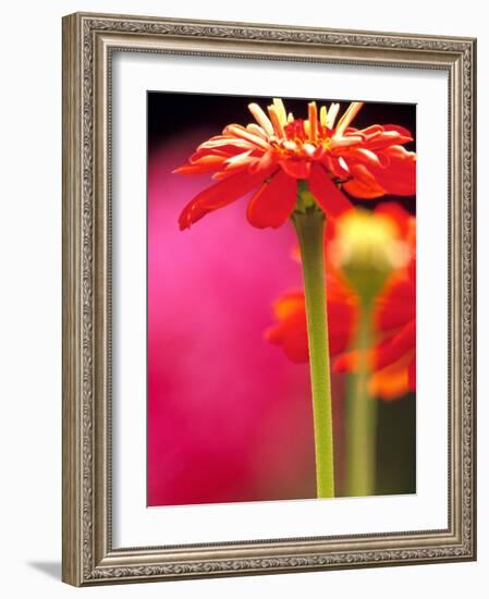 Zinnia, Seattle, Washington, USA-Terry Eggers-Framed Photographic Print