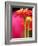 Zinnia, Seattle, Washington, USA-Terry Eggers-Framed Photographic Print