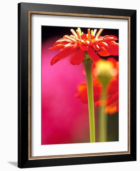 Zinnia, Seattle, Washington, USA-Terry Eggers-Framed Photographic Print