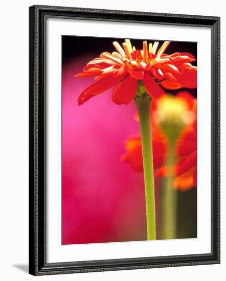 Zinnia, Seattle, Washington, USA-Terry Eggers-Framed Photographic Print