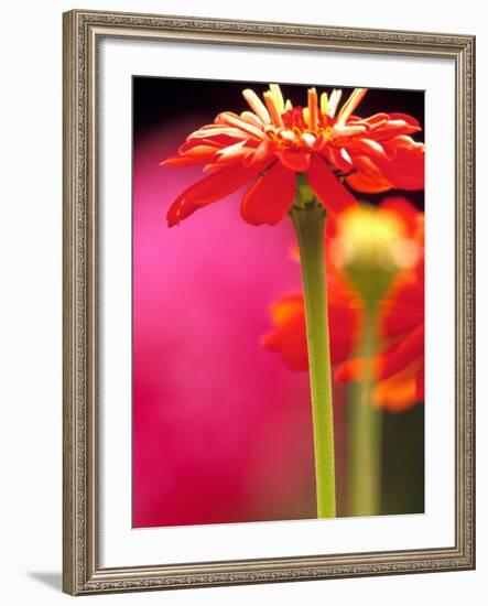 Zinnia, Seattle, Washington, USA-Terry Eggers-Framed Photographic Print