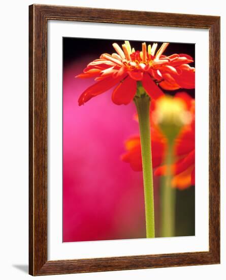 Zinnia, Seattle, Washington, USA-Terry Eggers-Framed Photographic Print