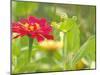 Zinnia, Seattle, Washington, USA-Terry Eggers-Mounted Photographic Print