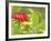 Zinnia, Seattle, Washington, USA-Terry Eggers-Framed Photographic Print