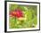 Zinnia, Seattle, Washington, USA-Terry Eggers-Framed Photographic Print