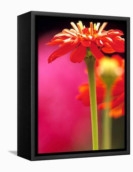 Zinnia, Seattle, Washington, USA-Terry Eggers-Framed Premier Image Canvas