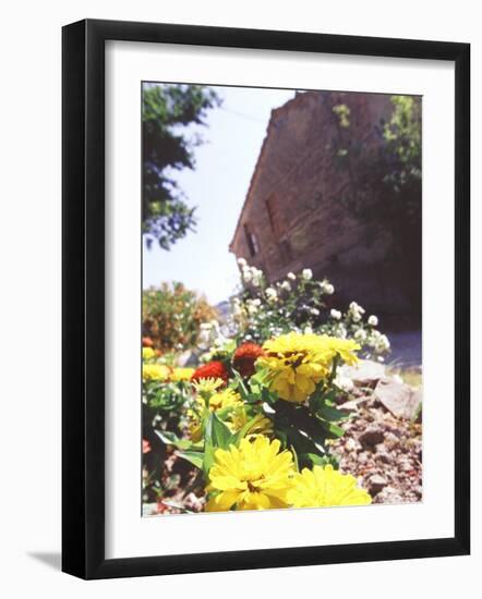 Zinnia Yellow and Red Flowers near Old Country House, Tuscany, Italy-Michele Molinari-Framed Photographic Print