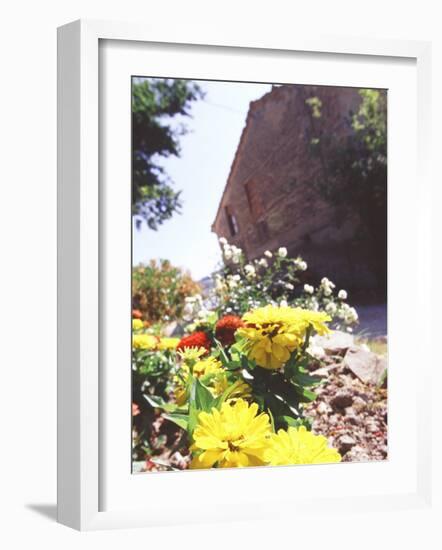 Zinnia Yellow and Red Flowers near Old Country House, Tuscany, Italy-Michele Molinari-Framed Photographic Print