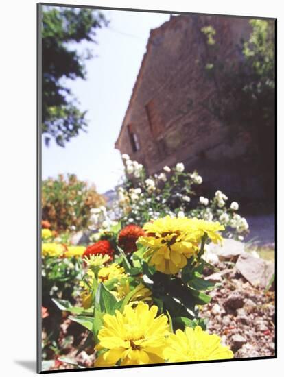 Zinnia Yellow and Red Flowers near Old Country House, Tuscany, Italy-Michele Molinari-Mounted Photographic Print