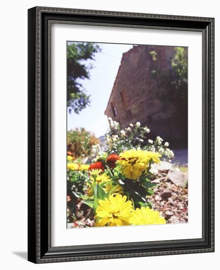 Zinnia Yellow and Red Flowers near Old Country House, Tuscany, Italy-Michele Molinari-Framed Photographic Print