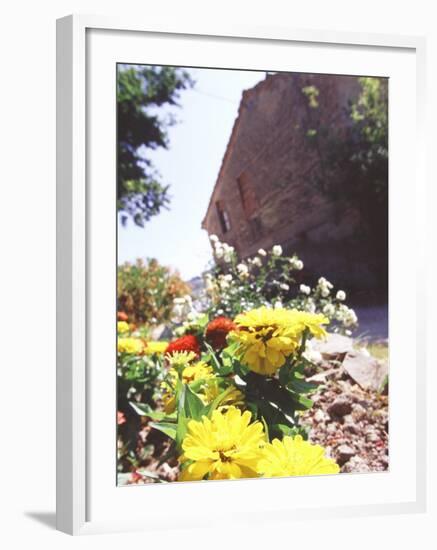 Zinnia Yellow and Red Flowers near Old Country House, Tuscany, Italy-Michele Molinari-Framed Photographic Print