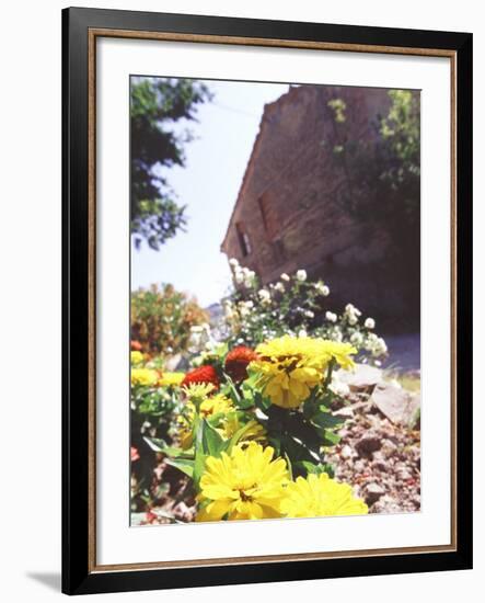 Zinnia Yellow and Red Flowers near Old Country House, Tuscany, Italy-Michele Molinari-Framed Photographic Print