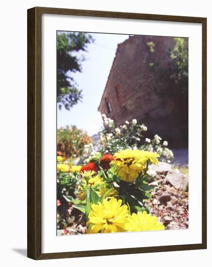 Zinnia Yellow and Red Flowers near Old Country House, Tuscany, Italy-Michele Molinari-Framed Photographic Print