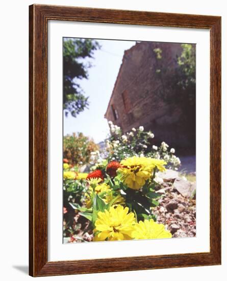 Zinnia Yellow and Red Flowers near Old Country House, Tuscany, Italy-Michele Molinari-Framed Photographic Print