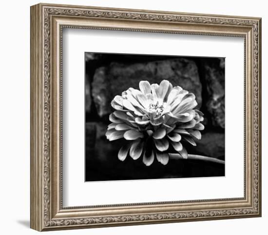 Zinnia-Harold Silverman-Framed Art Print