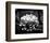 Zinnia-Harold Silverman-Framed Art Print