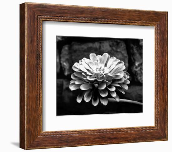 Zinnia-Harold Silverman-Framed Art Print