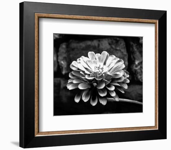 Zinnia-Harold Silverman-Framed Art Print