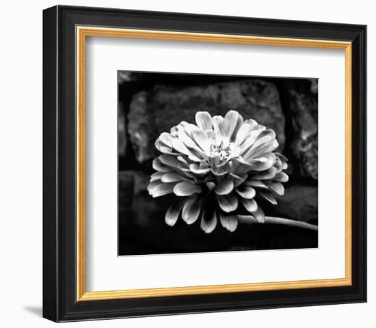 Zinnia-Harold Silverman-Framed Art Print