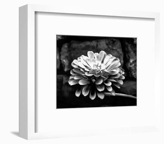 Zinnia-Harold Silverman-Framed Art Print