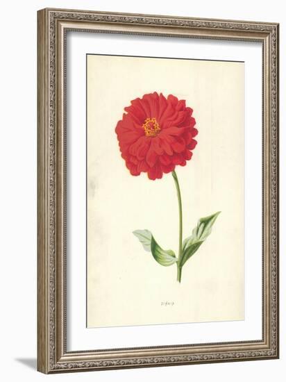 Zinnia-Frederick Edward Hulme-Framed Giclee Print