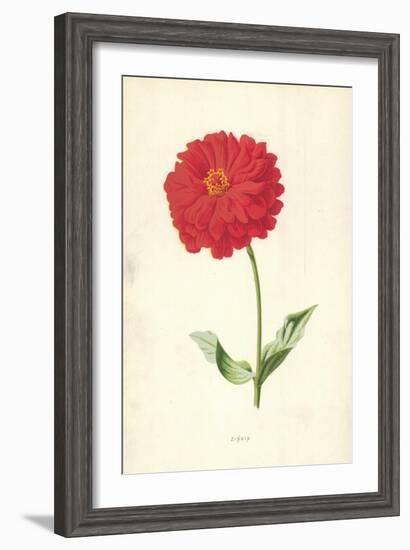 Zinnia-Frederick Edward Hulme-Framed Giclee Print