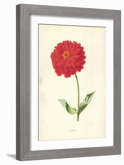 Zinnia-Frederick Edward Hulme-Framed Giclee Print