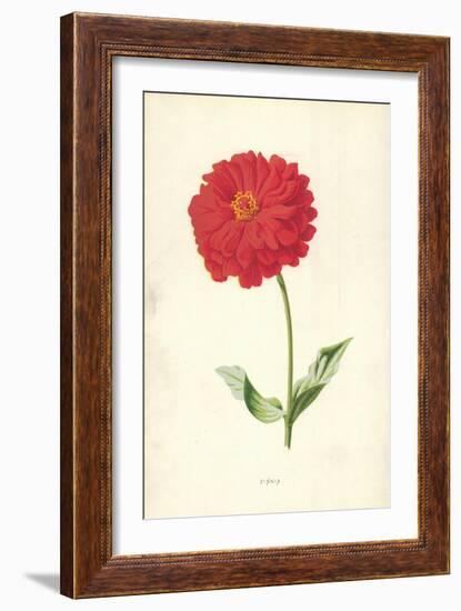 Zinnia-Frederick Edward Hulme-Framed Giclee Print