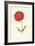 Zinnia-Frederick Edward Hulme-Framed Giclee Print