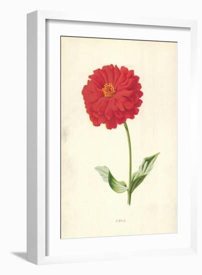 Zinnia-Frederick Edward Hulme-Framed Giclee Print