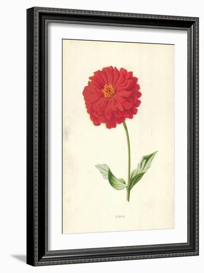 Zinnia-Frederick Edward Hulme-Framed Giclee Print