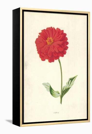 Zinnia-Frederick Edward Hulme-Framed Premier Image Canvas