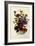 Zinnias-null-Framed Giclee Print