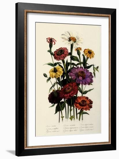 Zinnias-null-Framed Giclee Print