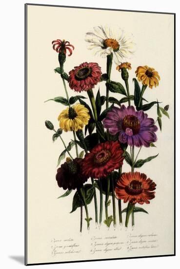 Zinnias-null-Mounted Giclee Print