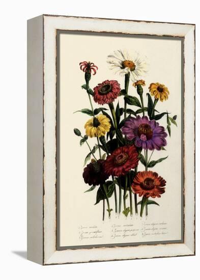 Zinnias-null-Framed Premier Image Canvas