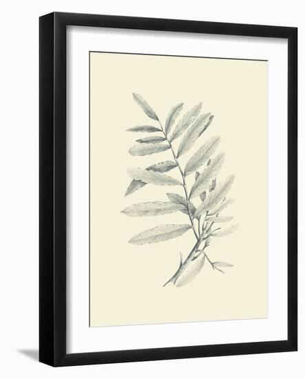 Zinzeber Ginger-Maria Mendez-Framed Art Print