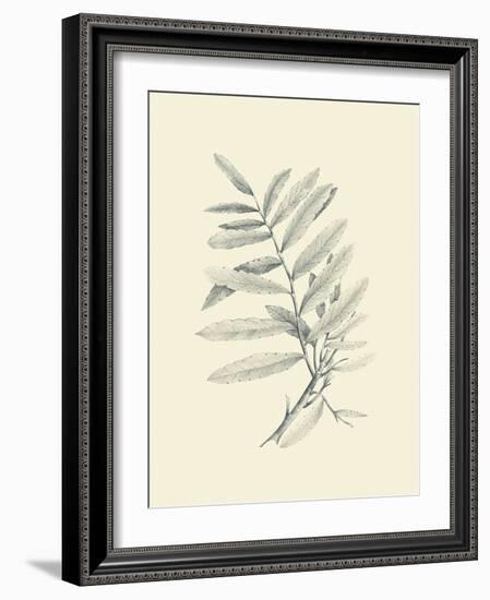 Zinzeber Ginger-Maria Mendez-Framed Art Print