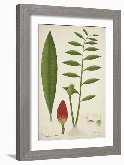 Zinziber Zerumbet Rose, 1800-10-null-Framed Giclee Print