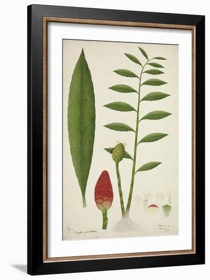 Zinziber Zerumbet Rose, 1800-10-null-Framed Giclee Print