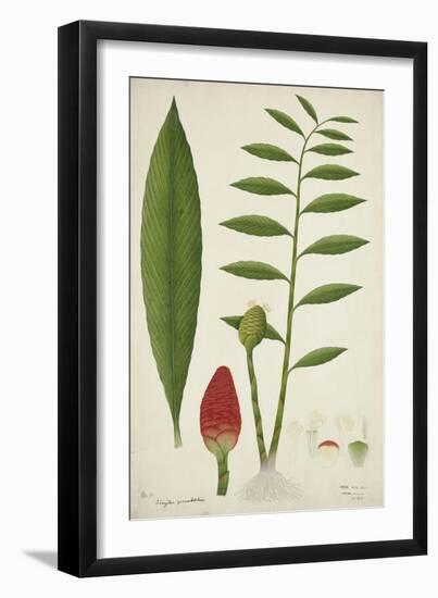 Zinziber Zerumbet Rose, 1800-10-null-Framed Giclee Print