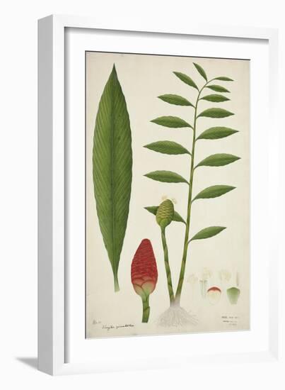 Zinziber Zerumbet Rose, 1800-10-null-Framed Giclee Print