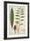 Zinziber Zerumbet Rose, 1800-10-null-Framed Giclee Print