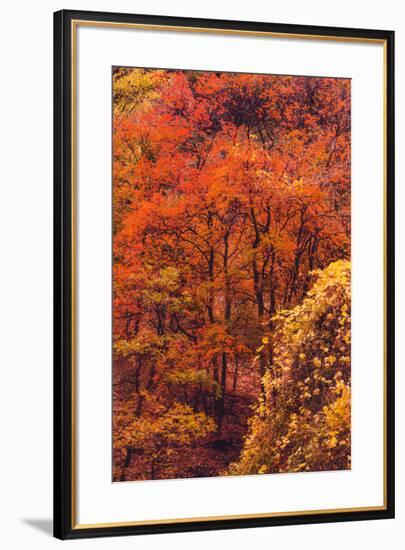 Zion Autymn Color Detail Canyon Fall Magic Southern Utah-Vincent James-Framed Photographic Print