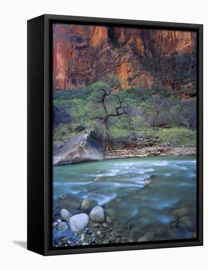 Zion Canyon, Zion National Park, Utah, USA-Scott T^ Smith-Framed Premier Image Canvas