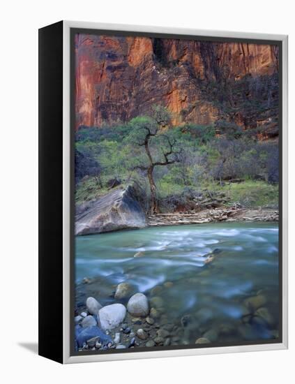 Zion Canyon, Zion National Park, Utah, USA-Scott T^ Smith-Framed Premier Image Canvas