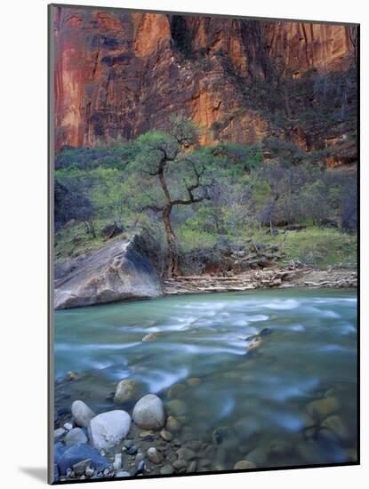 Zion Canyon, Zion National Park, Utah, USA-Scott T^ Smith-Mounted Photographic Print