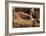 Zion National Park I-Donald Paulson-Framed Giclee Print