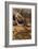 Zion National Park II-Donald Paulson-Framed Giclee Print