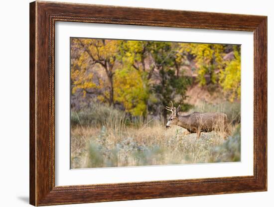 Zion National Park, Utah, USA: Near Big Bend Along The Virgin River At Dusk-Axel Brunst-Framed Photographic Print